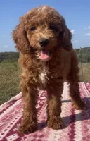 West , a male Miniature Goldendoodle for sale in Fair Play, MO – 2 of 7