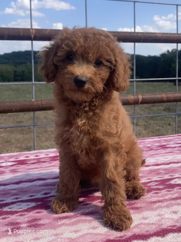 Wren – Miniature Goldendoodle puppy for sale in Fair Play, MO