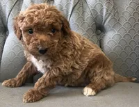 Mustang, a male Miniature Goldendoodle for sale in Fair Play, MO – Photo 4 of 4