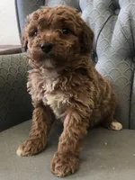 Mustang, a male Miniature Goldendoodle for sale in Fair Play, MO – Photo 2 of 4