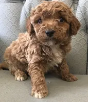 Mustang, a male Miniature Goldendoodle for sale in Fair Play, MO – Photo 1 of 4