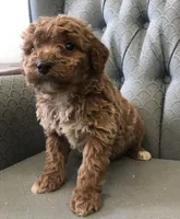 Mustang, a male Miniature Goldendoodle for sale in Fair Play, MO – Photo 3 of 4