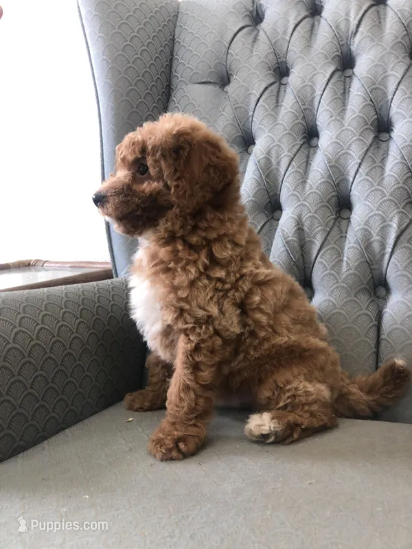Mustang – Miniature Goldendoodle puppy for sale in Fair Play, MO