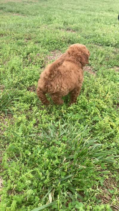 Caboose, a male Miniature Goldendoodle for sale in Fair Play, MO – 8 of 8