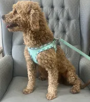 Alice, a female Miniature Goldendoodle for sale in Fair Play, MO – Photo 3 of 3