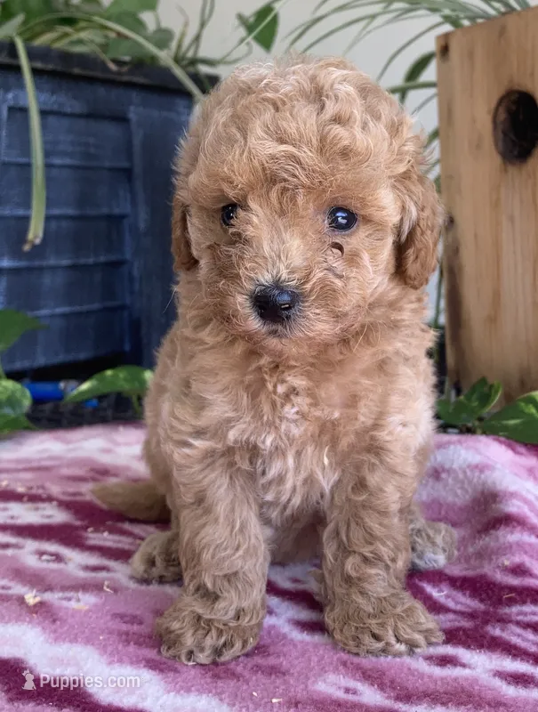 Wonder – Miniature Goldendoodle puppy for sale in Fair Play, MO