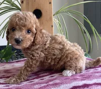 Wave, a female Miniature Goldendoodle for sale in Fair Play, MO – 2 of 3