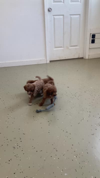Egypt , a male Miniature Goldendoodle for sale in Fair Play, MO – 10 of 10