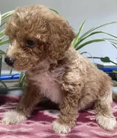 Genesis , a male Miniature Goldendoodle for sale in Fair Play, MO – 8 of 10