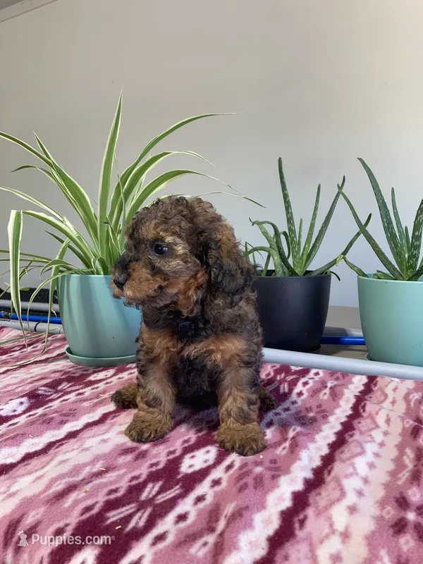 Forrest  – Poodle - Miniature  puppy for sale in Fair Play, MO