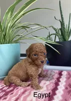 Egypt , a male Miniature Goldendoodle for sale in Fair Play, MO – 1 of 1