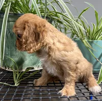 Gale, a male Cavalier King Charles Spaniel for sale in Fair Play, MO – 3 of 8