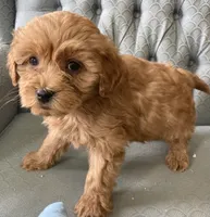 Anna, a female Miniature Goldendoodle for sale in Fair Play, MO – Photo 1 of 5