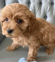 Anna, a female Miniature Goldendoodle for sale in Fair Play, MO – Photo 3 of 5