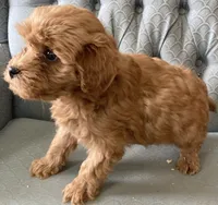 Anna, a female Miniature Goldendoodle for sale in Fair Play, MO – Photo 5 of 5