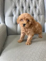 Anna, a female Miniature Goldendoodle for sale in Fair Play, MO – Photo 4 of 5