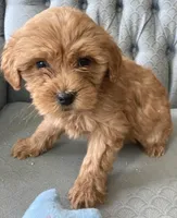 Anna, a female Miniature Goldendoodle for sale in Fair Play, MO – Photo 2 of 5