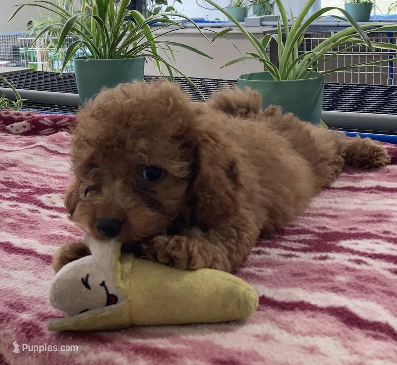 Egypt  – Miniature Goldendoodle puppy for sale in Fair Play, MO