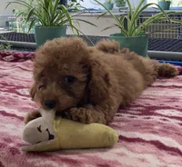 Egypt , a male Miniature Goldendoodle for sale in Fair Play, MO – 3 of 10