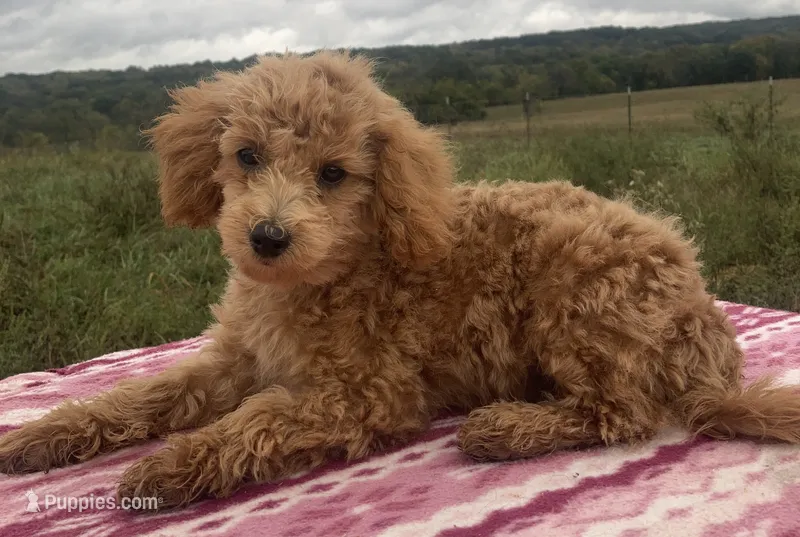 Wonder – Miniature Goldendoodle puppy for sale in Fair Play, MO
