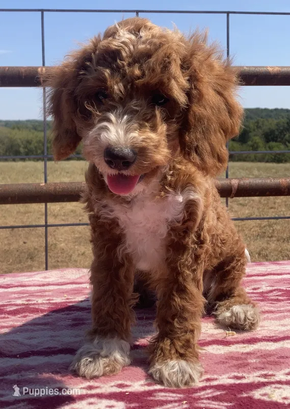 Genesis  – Miniature Goldendoodle puppy for sale in Fair Play, MO