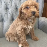 Maryland, a female Miniature Goldendoodle for sale in Fair Play, MO – Photo 3 of 8