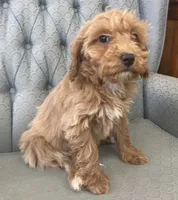 processed/2dd38836-0c5a-4b64-aea1-8cb0f46a508a/listing/e9b849a0-7ffb-4c9f-a744-88da2c62af5a/22e5f837-3c0d-4b49-9f50-3a72eac8d870