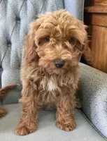 Maryland, a female Miniature Goldendoodle for sale in Fair Play, MO – Photo 2 of 8