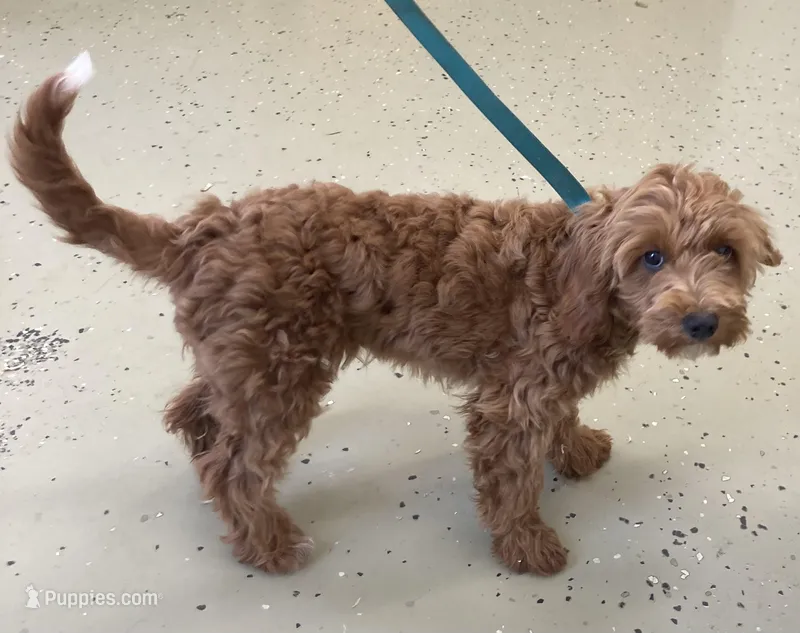 Maryland – Miniature Goldendoodle puppy for sale in Fair Play, MO