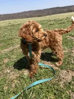 Maryland, a female Miniature Goldendoodle for sale in Fair Play, MO – Photo 1 of 9