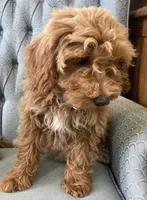 Maryland, a female Miniature Goldendoodle for sale in Fair Play, MO – Photo 1 of 8