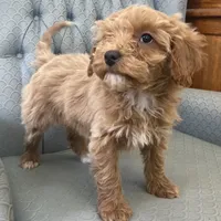 Maryland, a female Miniature Goldendoodle for sale in Fair Play, MO – Photo 8 of 8