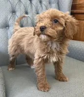 processed/2dd38836-0c5a-4b64-aea1-8cb0f46a508a/listing/e9b849a0-7ffb-4c9f-a744-88da2c62af5a/97b6cba7-257a-44a3-9f96-5a172336cbd8