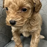 Maryland, a female Miniature Goldendoodle for sale in Fair Play, MO – Photo 4 of 8