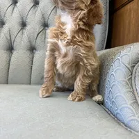 Maryland, a female Miniature Goldendoodle for sale in Fair Play, MO – Photo 6 of 8