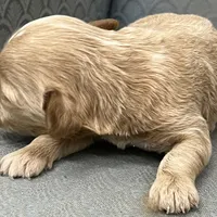Maryland, a female Miniature Goldendoodle for sale in Fair Play, MO – Photo 5 of 8