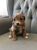 Cluny, a male Miniature Goldendoodle for sale in Fair Play, MO – Photo 3 of 3