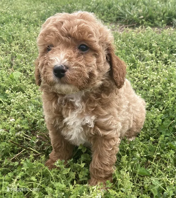 Cluny – Miniature Goldendoodle puppy for sale in Fair Play, MO