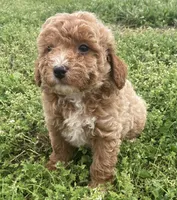 Cluny, a male Miniature Goldendoodle for sale in Fair Play, MO – 1 of 6