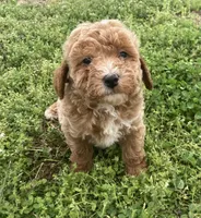 Cluny, a male Miniature Goldendoodle for sale in Fair Play, MO – 2 of 6