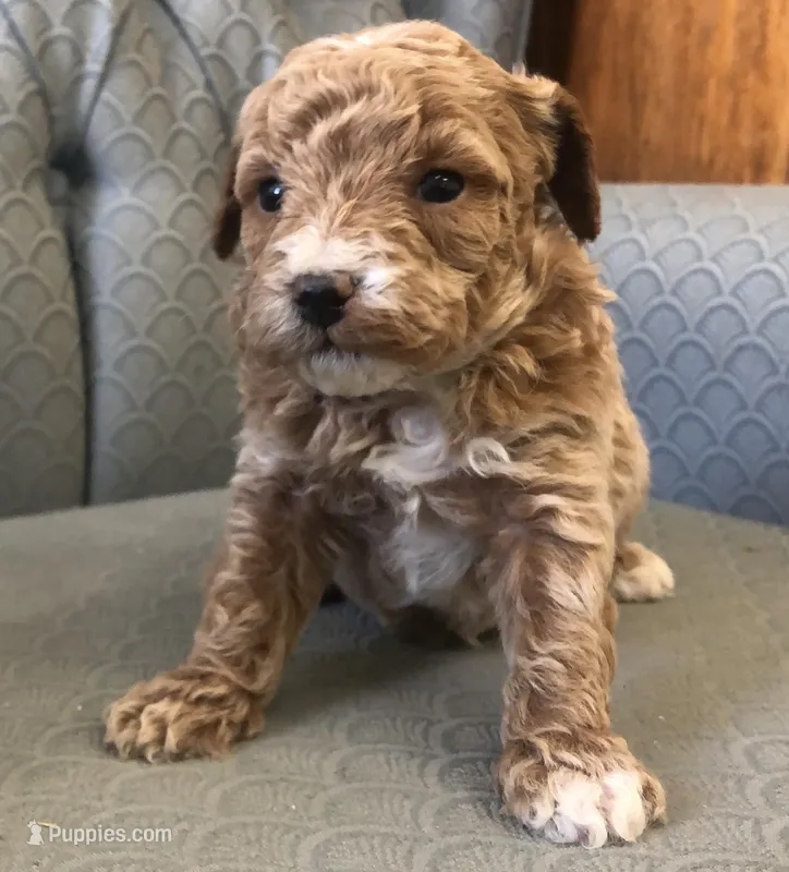 Cluny – Miniature Goldendoodle puppy for sale in Fair Play, MO