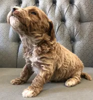 Cluny, a male Miniature Goldendoodle for sale in Fair Play, MO – Photo 2 of 3