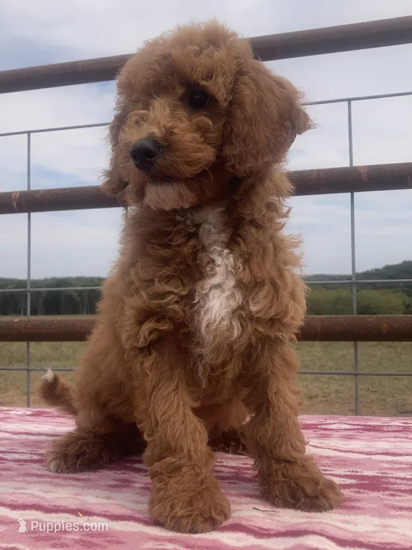 West  – Miniature Goldendoodle puppy for sale in Fair Play, MO
