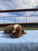 Raider, a male Cavalier King Charles Spaniel for sale in Fair Play, MO – 5 of 5