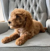 Chance , a male Miniature Goldendoodle for sale in Fair Play, MO – 2 of 10