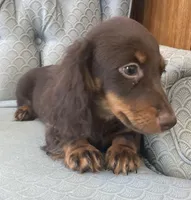 Shogg, a male Miniature Dachshund for sale in Fair Play, MO – 2 of 10