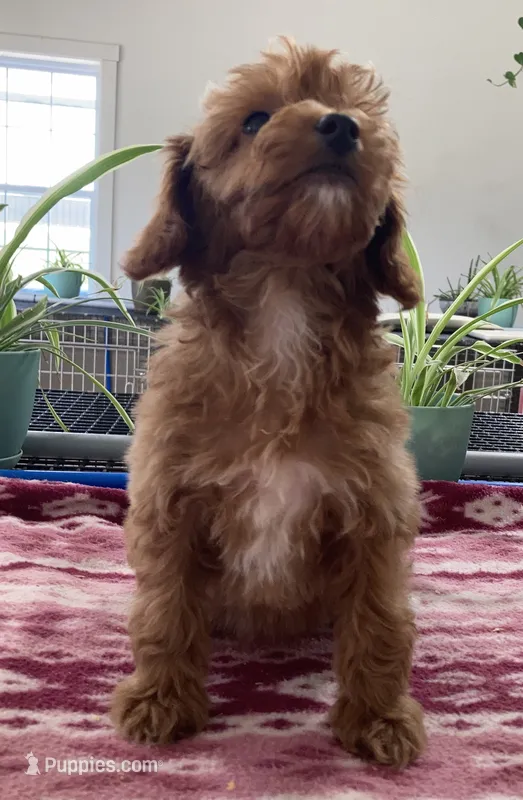 Verity – Miniature Goldendoodle puppy for sale in Fair Play, MO