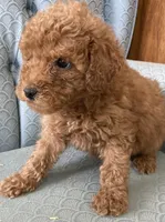 Angelia, a female Miniature Goldendoodle for sale in Fair Play, MO – Photo 1 of 3