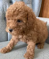 Angelia, a female Miniature Goldendoodle for sale in Fair Play, MO – Photo 2 of 3