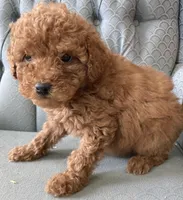 Angelia, a female Miniature Goldendoodle for sale in Fair Play, MO – Photo 3 of 3